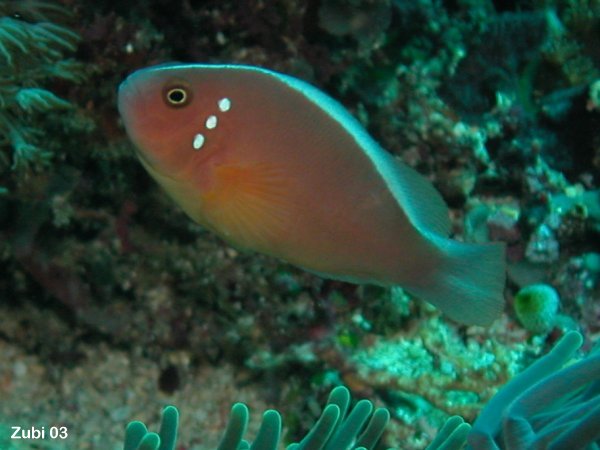 Pink anemonefish - <em>Amphiprion perideraion</em> - Halsband Anemonenfisch