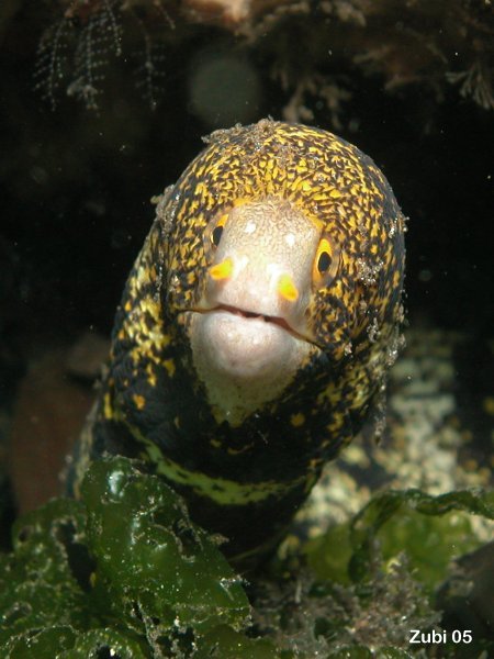 Moray eel - Muräne