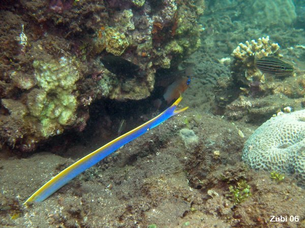 ribbon eel - Geistermuraene (Rhinomuraena quaesita)