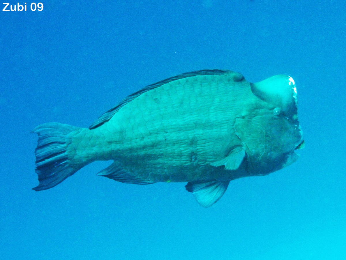 Parrotfish - Papageifische. Species on this page: Bolbometopon, Cetoscarus, Chlorurus, Scarus
