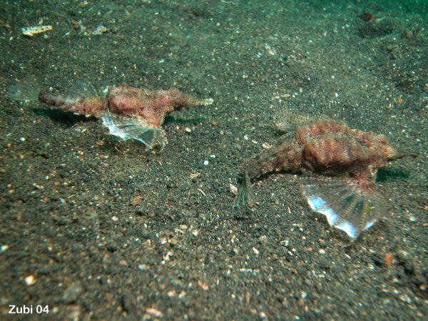 pair of dragon sea moths - Fluegelross Paar