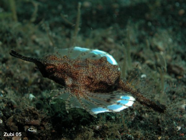 dragon sea moths (pegasus) - Fluegelross Paar