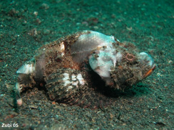 devil scorpionfish - Buckeldrachenkopf (falscher Steinfisch)