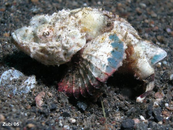 devil scorpionfish - Buckeldrachenkopf (falscher Steinfisch)