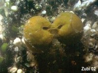 Cloning of a Sponge - Cinachyrella sp - Klonen eines Schwammes
