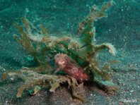 cuttlefish hiding in algaes - in Algen versteckte Sepia