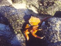 Sally Lightfoot Crab - Grapsus grapsus - Rote Klippenkrabbe (Sally Lightfoot Klippenkrabbe, Rennkrabbe)