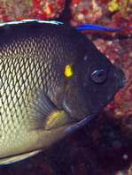 Red Sea Angelfish - Apolemichthys xanthotis - Arabischer Rauchkaiserfisch