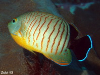 Eibl's Angelfish - Centropyge eibli - Orangestreifen Zwergkaiser