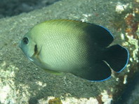 Pearl-scaled Angelfish - Centropyge vroliki - Perlschuppen-Zwergkaiser