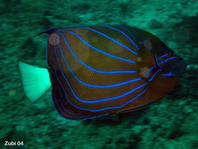 Blue-ringed Angelfish - Pomacanthus annularis - Ring-Kaiserfisch