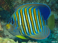 Regal Angelfish - <em>Pomacanthus diacanthus</em> - Pfauen Kaiserfisch