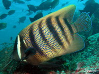 Six-banded angelfish - <em>Pomacanthus sexstriatus</em> - Sechsbinden Kaiserfisch