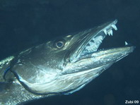 Blackfin Barracuda - Sphyraena qenie - Dunkelflossen Barrakuda
