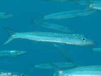 Obtuse Barracuda - Sphyraena obtusata - Stumpfe Barracuda 