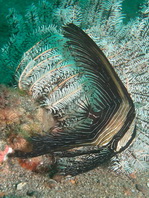 pre-adult Hump-headed Spadefish (Zebra Batfish) - <em>Platax batavianus</em> - Buckelkopf Fledermausfisch, Semiadultes Tier 