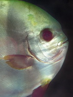 Golden Batfish (Spadefish) - Platax boersii - Goldener Fledermausfisch
