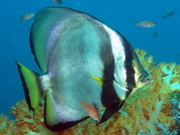 Pinnate Batfish - Platax pinnatus - Spitzmaul Fledermausfisch