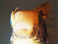 Highfin fangblenny - Petroscirtes mitratus - Segelflossen-Säbelzahnschleimfisch