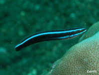 Bluestriped Fangblenny - Plagiotremus rhinorhynchus - Blaustreifen Säbelzahnschleimfisch