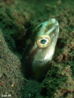 Fangblenny - Plagiotremus sp. - Säbelzahnschleimfisch