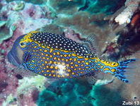Spotted Boxfish (Trunkfish) - <em>Ostracion meleagris</em> - Weisspunkt-Kofferfisch