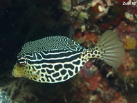 Striped Boxfish - <em>Ostracion solorensis</em> - Gestreifter Kofferfisch 