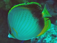 Gardiner's Butterflyfish - Chaetodon gardineri - Gelbrand Falterfisch