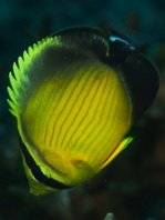 Arabian Butterflyfish - <em>Chaetodon melapterus</em> - Persischer Falterfisch