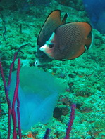 Black-spotted Butterflyfish - Chaetodon nigropunctatus - Schwarzpunkt Falterfisch