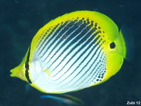 Spot-tail Butterflyfish - <em>Chaetodon ocellicaudus</em> - Schwanzfleck-Falterfisch