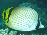 Vagabond Butterflyfish - Chaetodon vagabundus - Vagabund-Falterfisch