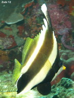 Pennant Bannerfish - <em>Heniochus chrysostomus</em> - Pazifik Wimpelfisch