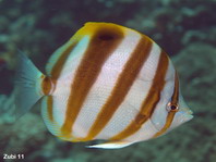 Ocellate Butterflyfish - Parachaetodon ocellatus - Jungtier Fünfbinden- Falterfisch
