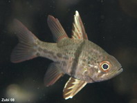 Orbicular Cardinalfish - Sphaeramia orbicularis - Gürtel Kardinalfisch
