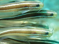Striped Catfish - <em>Plotosus lineatus</em> - Gestreifter Korallenwels 