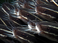 Striped Catfish - <em>Plotosus lineatus</em> - Gestreifter Korallenwels
