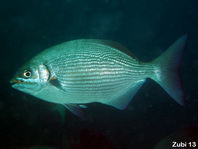 Lowfin Rudderfish, Lowfin Drummer - Kyphosus vaigiensis - Messing Ruderfisch