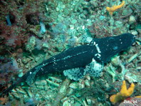 Black phase Beautford's Crocodilefish (Crocodile Flathead) - <em>Cymbacephalus beauforti</em> - Braunkopf Krokodilfisch, schwarze Variante 