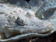 Beautford's Crocodilefish - <em>Cymbacephalus beauforti</em> - Braunkopf Krokodilfisch