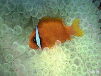 Tomato anemonefish - Amphiprion frenatus - Weissbinden-Glühkohlen Anemonenfisch
