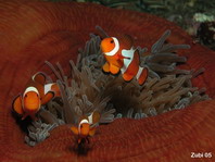 False clown anemonefish - Amphiprion ocellaris - Orange-Ringel Anemonenfisch