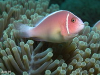 Pink Anemonefish - <em>Amphiprion perideraion</em> - Halsband Anemonenfisch
