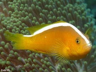 Saddleback Anemonefish - <em>Amphiprion polymnus</em> - Sattelfleck Anemonenfisch