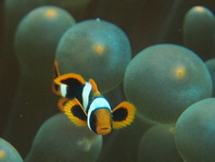Spinecheek anemonefish - <em>Premnas biaculeatus</em> - Stachel Anemonenfisch