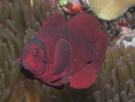 Spinecheek anemonefish - <em>Premnas biaculeatus</em> - Stachel Anemonenfisch