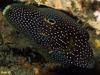 Comet fish - <em>Calloplesiops altivelis</em> - Augenfleck-Mirakelbarsch