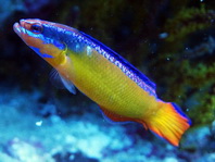 Orange dottyback - Pseudochromis aldabraensis - Oranger Zwergbarsch