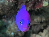 Magneta Dottyback - Pseudochromis porphyreus -Magneta-Zwergbarsch