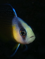 Splendid Dottyback - Pseudochromis splendens - Pracht-Zwergbarsch